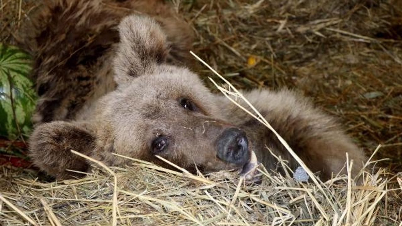 Ateşli silahla vurulan bozayı ömür boyu felç kalacak