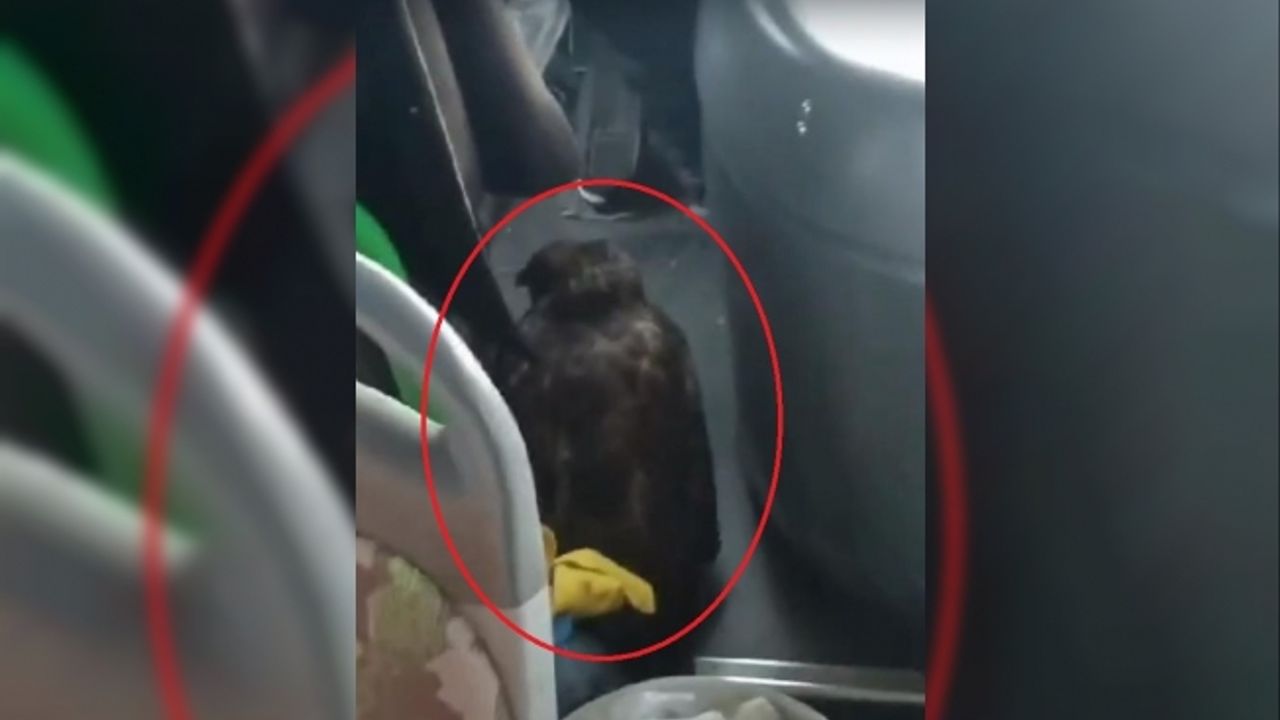 Özel halk otobüsü şoförü, yanındaki yırtıcı kuşla sefer yaptı