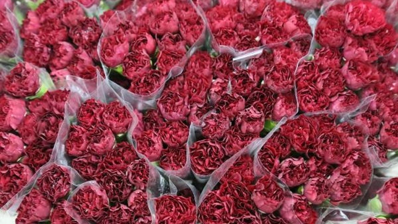 Sirtakide tabak kırmanın yerini alan Türk karanfilinden 2 milyon dolarlık gelir