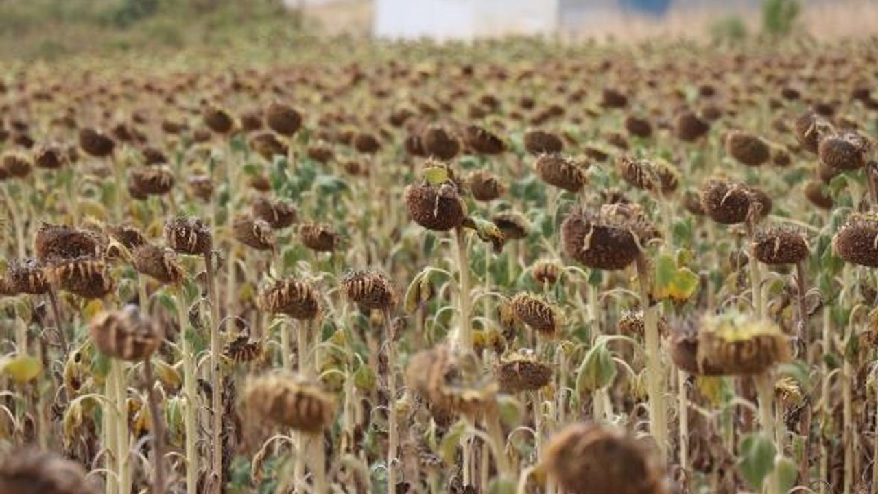 'Trakya'nın ayçiçeği tohumları, yabancı tohumlar kadar iyi'