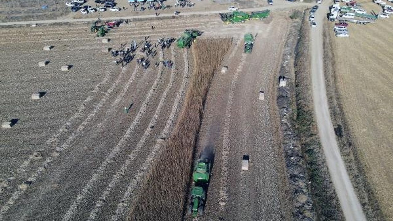 Türkiye’nin ilk tescilli kenevir tohumu ‘Narlı’ hasat edildi