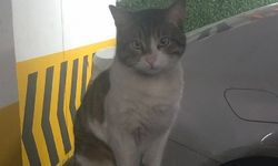 Eros için hayvanseverler adliyeye akın etti