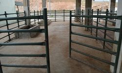 Siirt’te şap vakası; hayvan pazarı kapatıldı