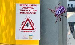 Kene tedbirleri: Bakanlık uyarısı sokaklara taştı