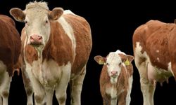 Marmara Açıklarında Bekletilen Sığır Gemisinde Kriz Derinleşiyor: En Az 48 Hayvan Telef Oldu