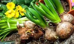 İşte 2026 yılı doğal çiçek soğanlarının ihracat listesi