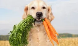 Araştırmalar: Köpeklerin beslenme alışkanlığını değiştirmek, gezegen için insanlarınkine göre daha büyük etki oluşturabilir