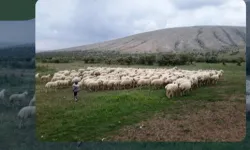 Kırsalda Bereket Projesi hazırlığı... 150 bin küçükbaş dağıtılacak
