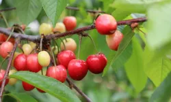 Bu yıl kiraza doyacağız