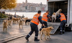 İstanbul’da Sokak Köpekleri İçin Kritik Süreç: Belediyelere Mayıs Sonuna Kadar Süre Verildi