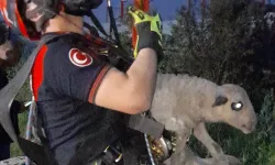 Kuyuya düşen kuzuya İzmir İtfaiyesi'nden nefes kesen kurtarma