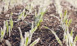Zirai Don Alarmı: Soğuk Hava Tarımı Tehdit Ediyor