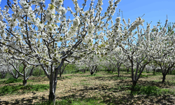 Demirci Kirazında Rekor Hedefi: 800 Bin Ağaç Çiçek Açtı, 20 Bin Ton Bekleniyor