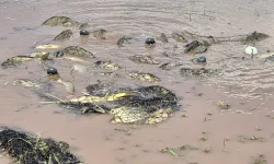 Elazığ'da kaçak avcılığa darbe! Tonlarca balık doğaya geri kazandırıldı