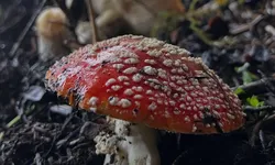 Bu mantara dikkat! 6 saatte etkisini gösteriyor