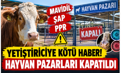 Yetiştiriciye Kötü Haber! Mavidil, Şap, PPR Alarmı! Hayvan Pazarları Kapatıldı