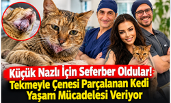Küçük Nazlı İçin Seferber Oldular! Tekmeyle Çenesi Parçalanan Kedi Yaşam Mücadelesi Veriyor