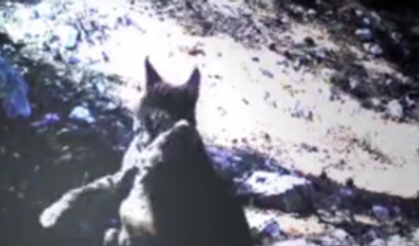 (Görüntülü)Avını taşıyan vaşağın görüntüsü, fotokapana yansıdı