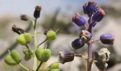 Toros Dağları’nda keşfedilen “Konya Sümbülü” bilim dünyasına tanıtıldı