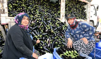 Manisa'da afetzede çiftçinin yüzü gülüyor