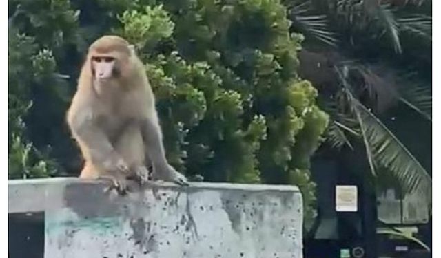 Fatih'te firari maymun neye uğradığını şaşırdı!