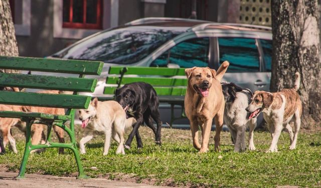 AYM'den 'katliam yasası'nın iptaline ret