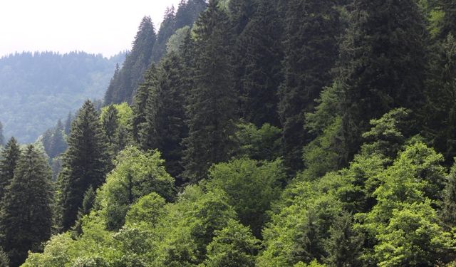 OGM’den kritik yangın uyarısı: 19-25 Temmuz arasına dikkat!