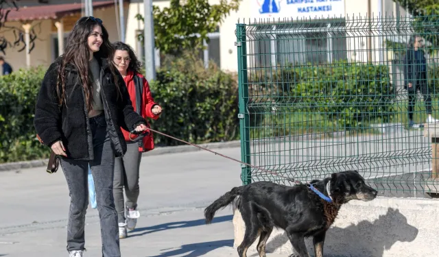 İzmir Menemen'deki yangından kurtarılan 17 hayvana Büyükşehir sahip çıktı