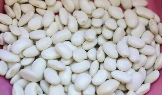 Mersin'de Leklek Fasulyesi yeniden hayat buluyor