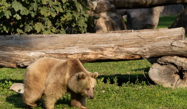 İzmir Doğal Yaşam'ın yeni sakinleri siyah jaguar ve boz ayı oldu