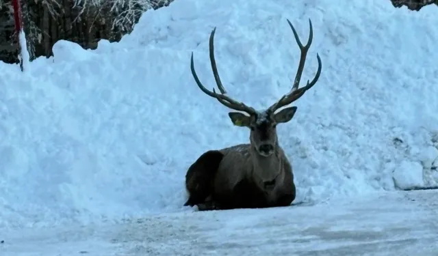 Karla kaplı Kuzuyayla'da kızıl geyik görüntülendi