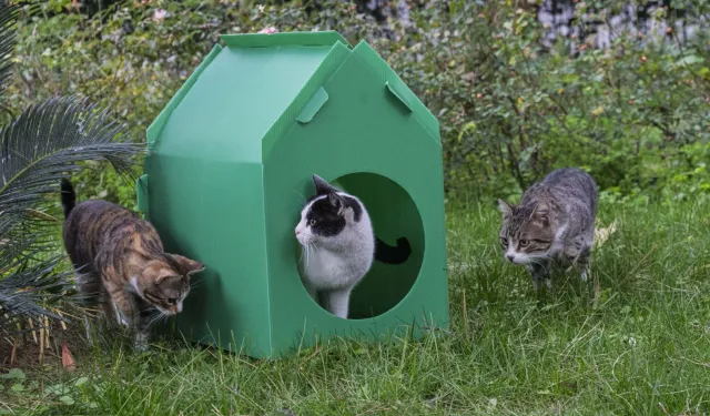 İzmir Büyükşehir'den sokak kedilerine sıcak yuva desteği