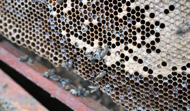 Manisa'da sel mağduru arıcıya destek