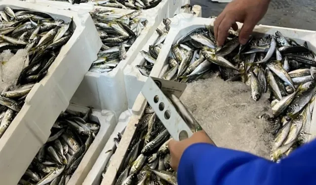 İzmir İl Tarım'dan su ürünlerine sıkı denetim