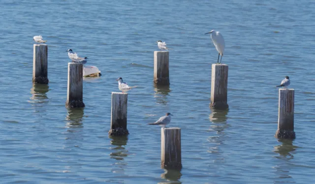 İzmir'de doğal doku Flamingo Doğa Parkı'yla canlanıyor