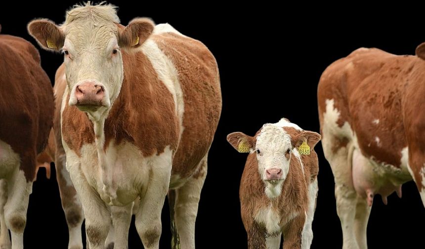 Marmara Açıklarında Bekletilen Sığır Gemisinde Kriz Derinleşiyor: En Az 48 Hayvan Telef Oldu