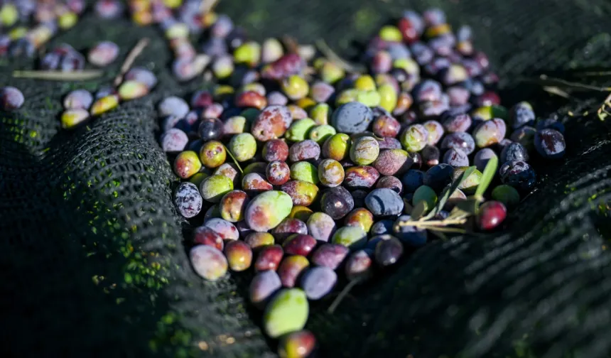 İzmir Bornova'da 1500 zeytin ağacında hasada başlandı