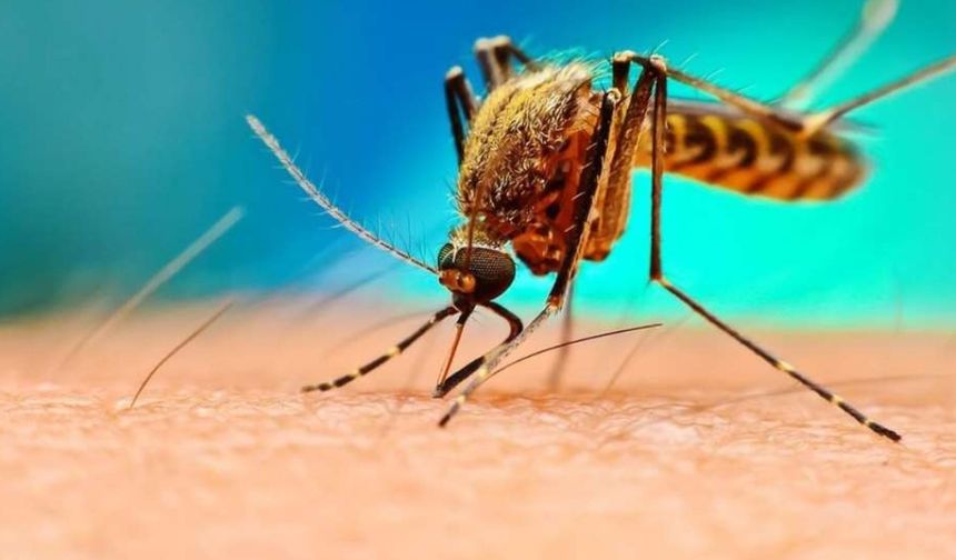 Küba’da Arbovirüs Alarmı: 33 Kişi Hayatını Kaybetti, Uzmanlar Uyarıyor