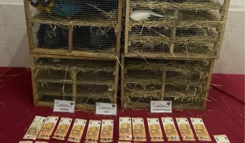 2025'te kaçak canlı hayvan ticareti darbe yedi... 85 bin 342 hayvan ele geçirildi