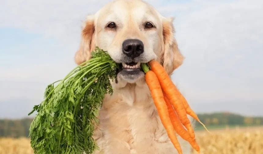 Araştırmalar: Köpeklerin beslenme alışkanlığını değiştirmek, gezegen için insanlarınkine göre daha büyük etki oluşturabilir