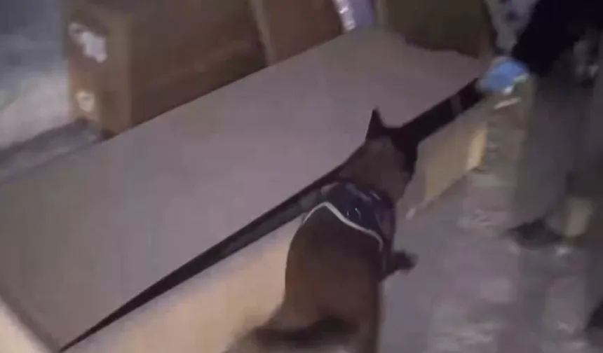 İstanbul'da hassas burun 'Leydi' operasyonda