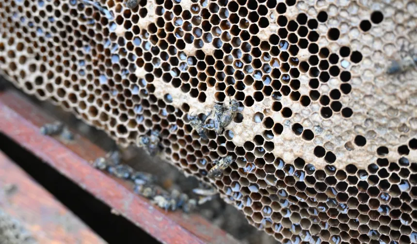 Manisa'da sel mağduru arıcıya destek