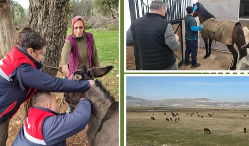 Afrika at vebası için ülke genelinde tarama başlatıldı