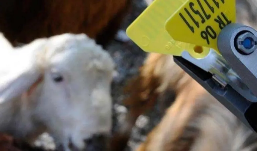 Hayvan sahiplerine aşı ve küpe ücretlerinde önemli ayar... O ücretler desteklemeden düşecek