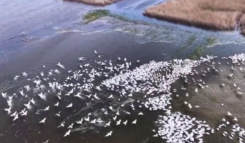 Kuşcenneti'nde görsel şölen... Yüzlerce Tepeli Pelikan aynı anda suya indi