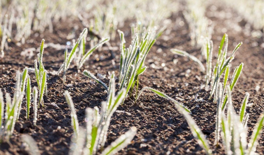 Zirai Don Alarmı: Soğuk Hava Tarımı Tehdit Ediyor