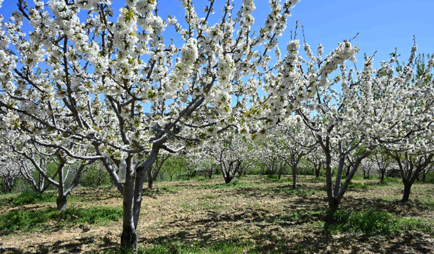 Demirci Kirazında Rekor Hedefi: 800 Bin Ağaç Çiçek Açtı, 20 Bin Ton Bekleniyor