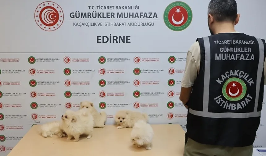 Kapıkule'de kaçakçılık operasyonu... 6 Pomeranian yavrusu ele geçirildi!