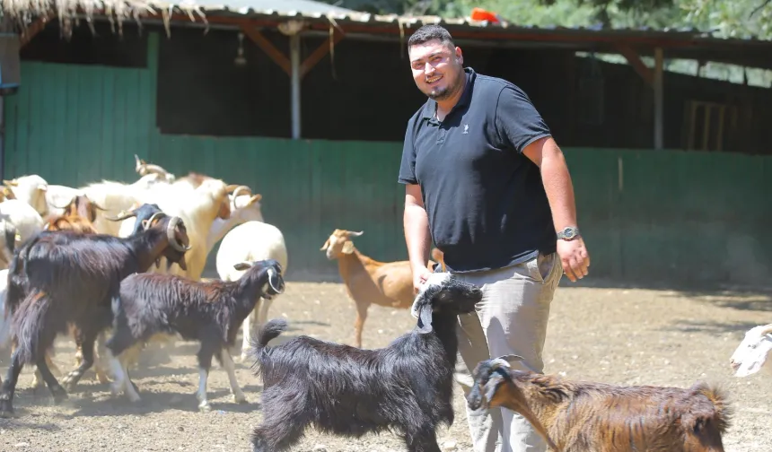 Adak kesimine gitti hayatı değişti! İki oğlakla başladı, 500 hayvana ulaştı