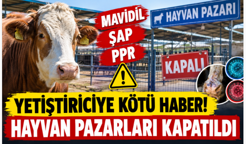 Yetiştiriciye Kötü Haber! Mavidil, Şap, PPR Alarmı! Hayvan Pazarları Kapatıldı